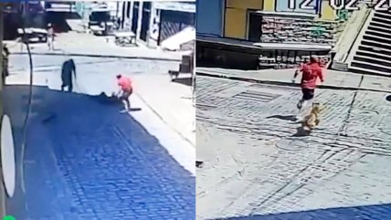   Perros se abalanzaron contra ladrón que asaltaba a turista en Valparaíso 