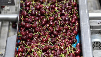   Cerezas chilenas varadas en altamar llegaron a China 