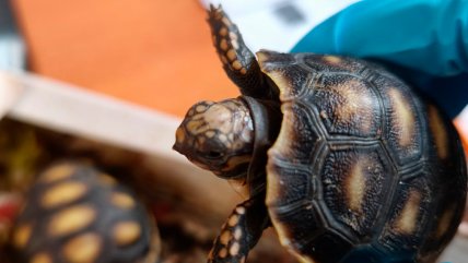  Mujer intentó ingresar de contrabando a Chile dos especies de tortuga protegidas  