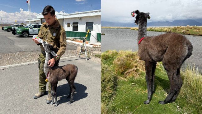 Miguelito: La tierna llama que fue adoptada por Carabineros tras perder a su mamá