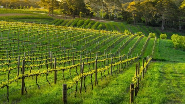 Tecnología SAP basada en IA: NS Agro lidera la transformación digital de Martínez y Valdivieso