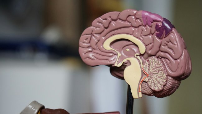 Estudio descubre una nueva forma de aprendizaje del cerebro