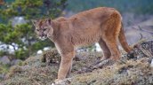 Estudio: El miedo al puma en Chile está vinculado a la 