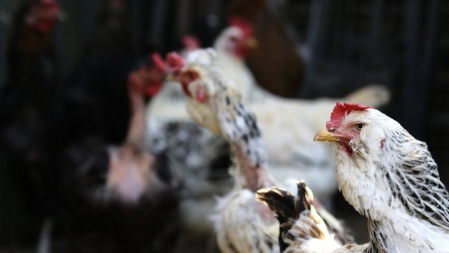 Chile suspendió las compras de pollo brasileño por la gripe aviar