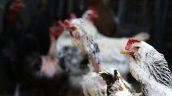 Chile suspendió las compras de pollo brasileño por la gripe aviar