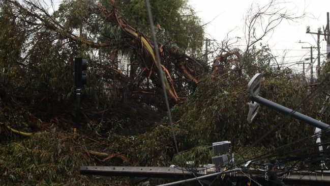 Sistema frontal: Araucanía registra caídas de árboles y Biobío lluvias de hasta 80 milímetros
