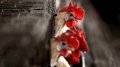 Gripe aviar en Brasil: Gobierno no espera