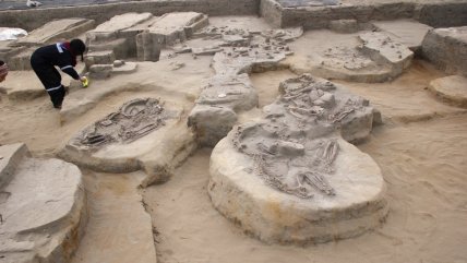   Los diaguitas domesticaron las llamas siglos antes que los incas, según estudio 