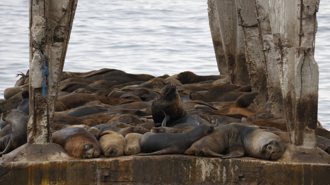 Un hombre fue detenido por lanzar fuegos artificiales contra dos lobos marinos en Valdivia