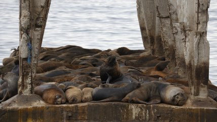   Un hombre fue detenido por lanzar fuegos artificiales contra dos lobos marinos en Valdivia 