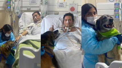   Paciente recibió tierna visita de su mascota en la UCI de hospital de Valparaíso 