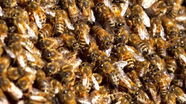 Sanas, puras y mansas: la exportación de abejas reina desde Chile vive un