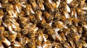 Sanas, puras y mansas: la exportación de abejas reina desde Chile vive un