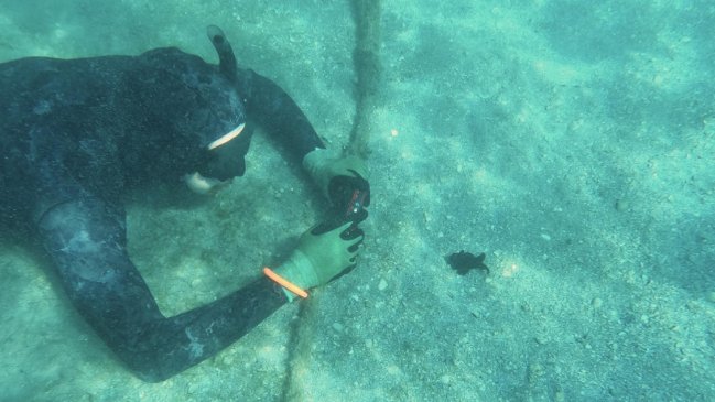 EE.UU.: Científicos alertan sobre enfermedad que amenaza a las estrellas de mar