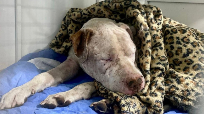 PDI investiga caso de perrito que fue agredido y apuñalado 15 veces en Calama