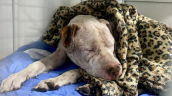 PDI investiga caso de perrito que fue agredido y apuñalado 15 veces en Calama