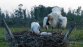 Cigüeñas blancas orientales en Heilongjiang