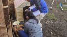 PDI rescató a 19 animales en situación de abandono en Coyhaique