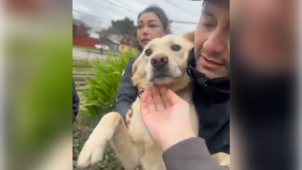   ¡Apareció Lucía! Hallan con vida a perrita perdida tras muerte de su dueño en Concepción 