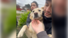 ¡Apareció Lucía! Hallan con vida a perrita perdida tras muerte de su dueño en Concepción