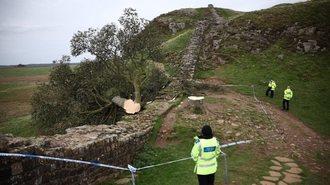 Inglaterra: Cuatro años de cárcel para dos sujetos que talaron el 