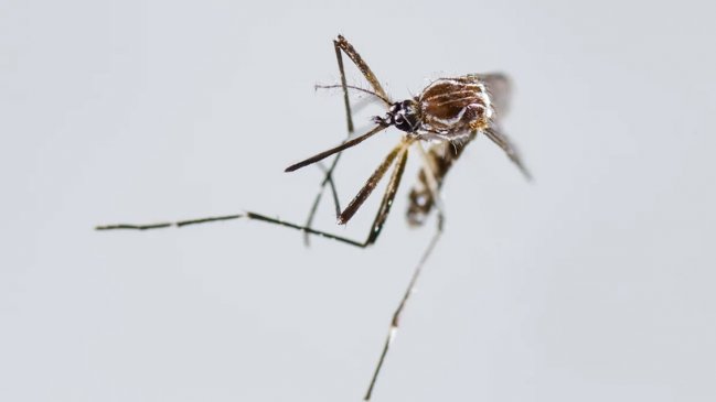 Detectan un brote de fiebre chikunguña en el sureste de China, con casi 500 casos