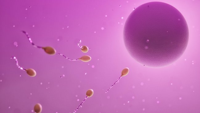 Técnica de fertilización 