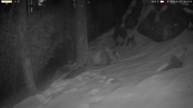 Cámara captó a raro panda gigante marrón caminando por la nieve en China
