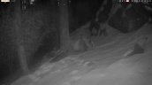 Cámara captó a raro panda gigante marrón caminando por la nieve en China