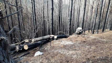  Siete empresas madereras fueron imputadas por receptación de madera robada  
