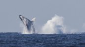 Día de las ballenas y delfines: Los aliados contra el cambio climático que están bajo amenaza