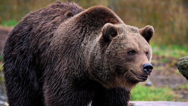 Rumania planea multas de hasta 1.200 euros por alimentar a osos para reducir los ataques
