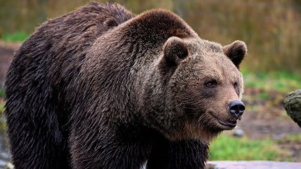   Rumania planea multas de hasta 1.200 euros por alimentar a osos para reducir los ataques 