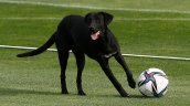 Futbolista que fue mordido por un perro en los genitales fue dado de alta