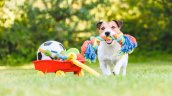 GuauFest: Así será el primer parque de diversiones para perros en Chile