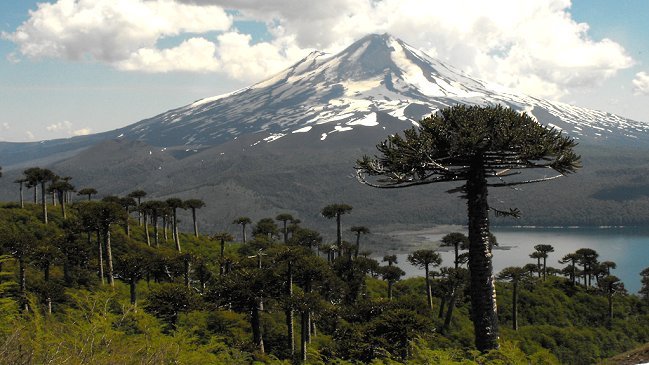 La Araucanía: MOP canceló proyectos viales que contemplaban la tala de 96 araucarias
