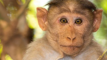   Informáticos chinos desarrollan una computadora que emula el cerebro de un mono macaco 