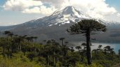La Araucanía: MOP canceló proyectos viales que contemplaban la tala de 96 araucarias