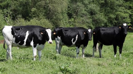   Chile suspendió importación de carne del sur de Argentina tras reforma sanitaria de Milei 
