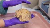 Estudio descifró secretos de los