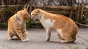 Mes de los gatos: seis consejos claves para cuidar a tu felino en agosto