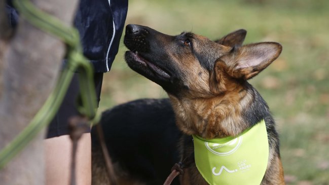 Detuvieron a mujer por maltrato animal: Perro estaba con