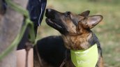 Detuvieron a mujer por maltrato animal: Perro estaba con