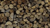 Asociación de Contratistas Forestales denuncian extorsiones para poder trabajar los bosques