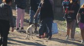 Quince familias fueron desalojadas de una toma en Curanilahue: