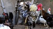 Denuncian aparición de gallinas mutiladas tras luna llena en Santiago Centro