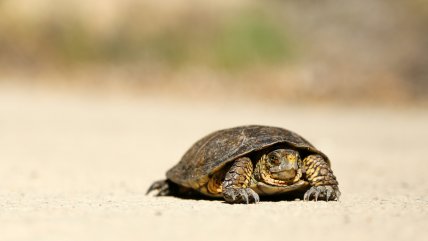   Qué es el movimiento slow y cómo alcanzar tu 