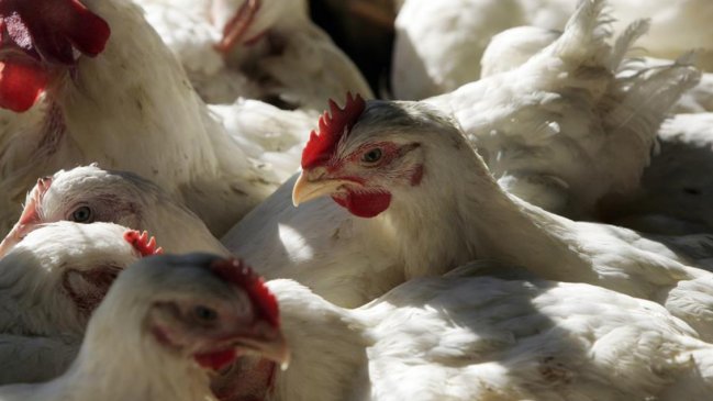 Chile suspendió importaciones avícolas desde Argentina por brote de influenza aviar
