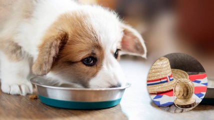   Veterinarios alertan sobre alimentos dañinos para mascotas en Fiestas Patrias 