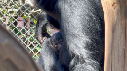   Cría de siamang nació en el Buinzoo: especie está en peligro de extinción 